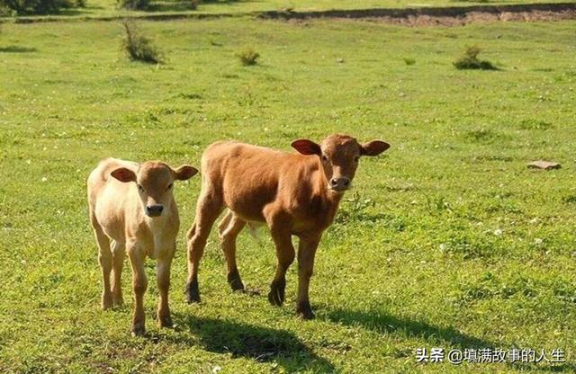 恐怖奶奶教你怎样引蜘蛛,你吃过最邪恶的食物是什么？