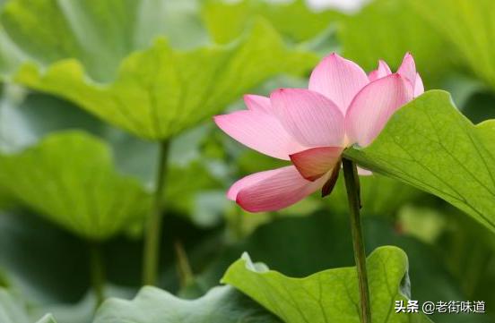 caoliushequ最新地址,核酸检测痛苦吗，什么感觉？