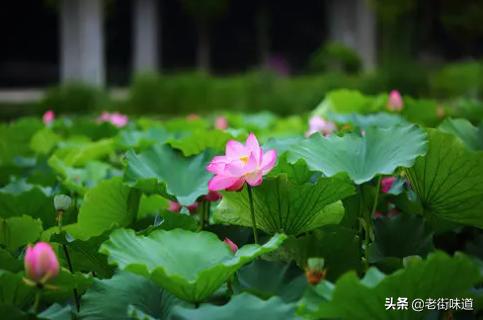 caoliushequ最新地址,核酸检测痛苦吗，什么感觉？