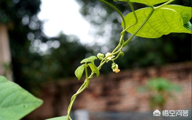 luohuawang,如何防止豇豆出现落花落荚现象？