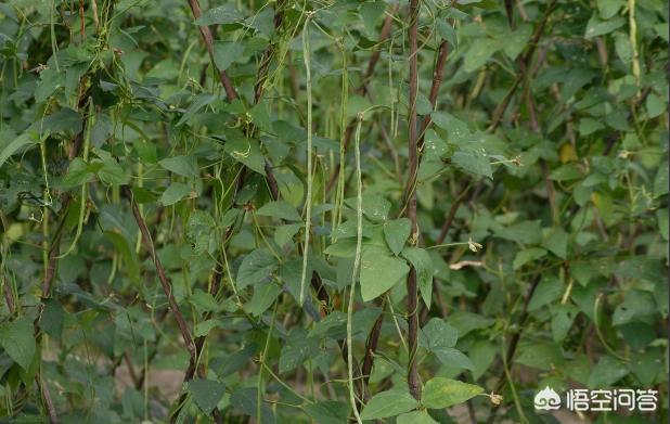 luohuawang,如何防止豇豆出现落花落荚现象？