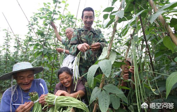 luohuawang,如何防止豇豆出现落花落荚现象？