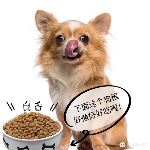 小狗起什么名字好听,可以给狗狗取什么好听的名字？