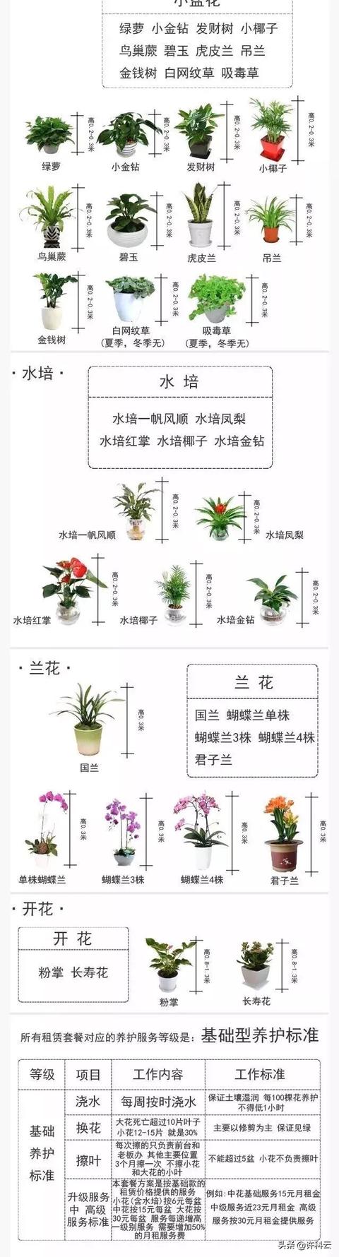 什么花适合放在卧室,卧室飘窗摆什么植物最好养？