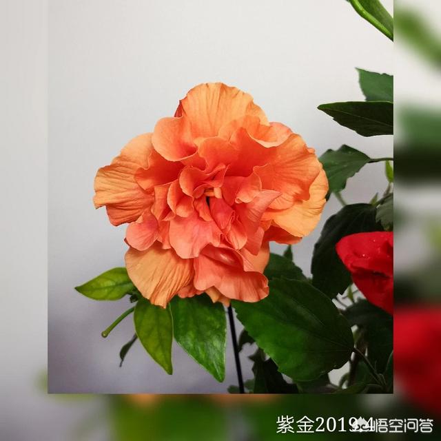 扶桑花的寓意,盆栽扶桑花一年能开几次花？