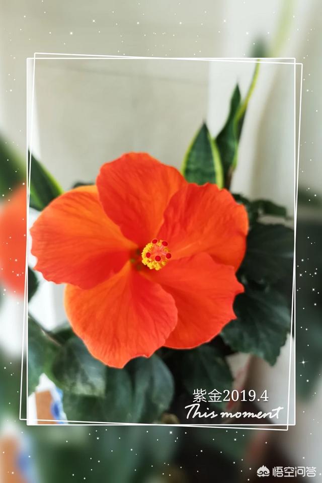 扶桑花的寓意,盆栽扶桑花一年能开几次花？