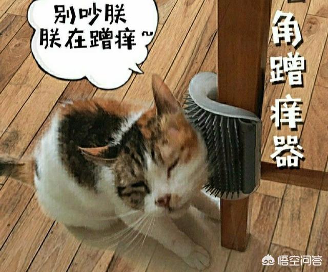 喵喵喵是什么意思,猫往人身上蹭是什么意思？