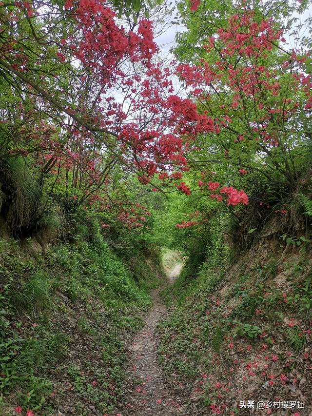 映山红是什么花,映山红和杜鹃花有什么区别？