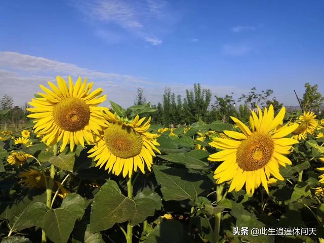 映山红是什么花,北方为什么养不好映山红？