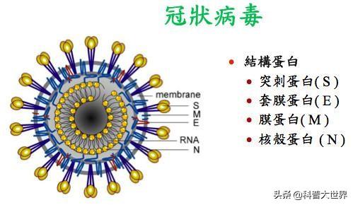 ncp是什么意思,新型冠状病毒的简称是什么？