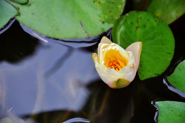 夏天什么花开了,夏天的花有哪些(要常见的)？