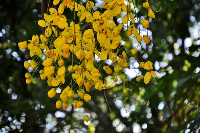 夏天什么花开了,夏天的花有哪些(要常见的)？