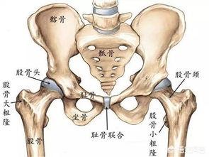 髋关节在哪个部位图片,髋关节的解剖结构有哪些部分？