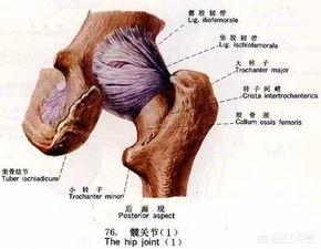 髋关节在哪个部位图片,髋关节的解剖结构有哪些部分？