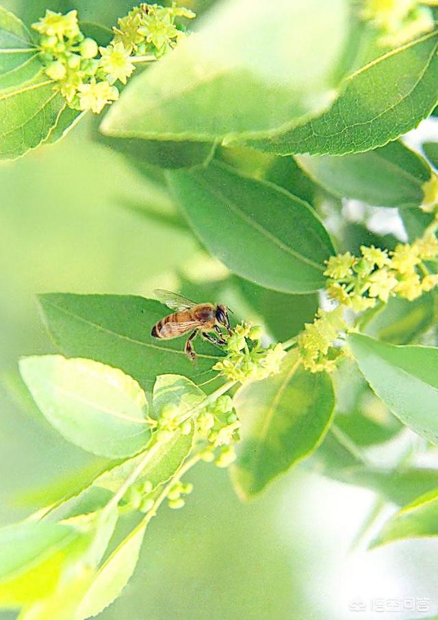 蜜蜂怎么采蜜,蜜蜂出去取蜜是怎么带回来的？