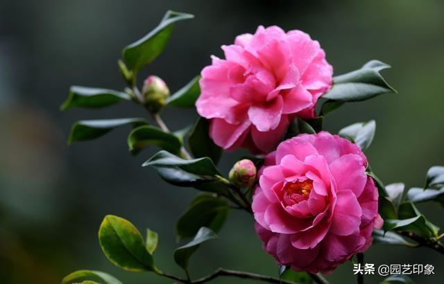 冬天常见的花,冬季看花，秋季该种什么花？