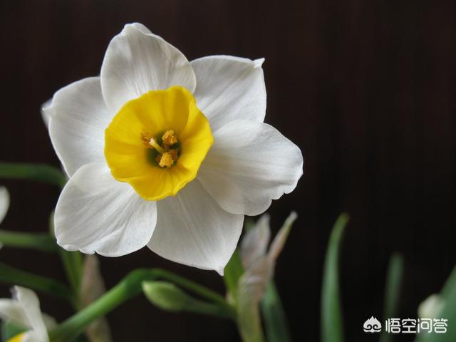 冬天常见的花,冬季看花，秋季该种什么花？