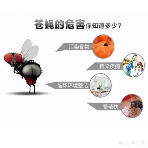 灭蝇方法,院子里蚊子多如何灭苍蝇蚊子？