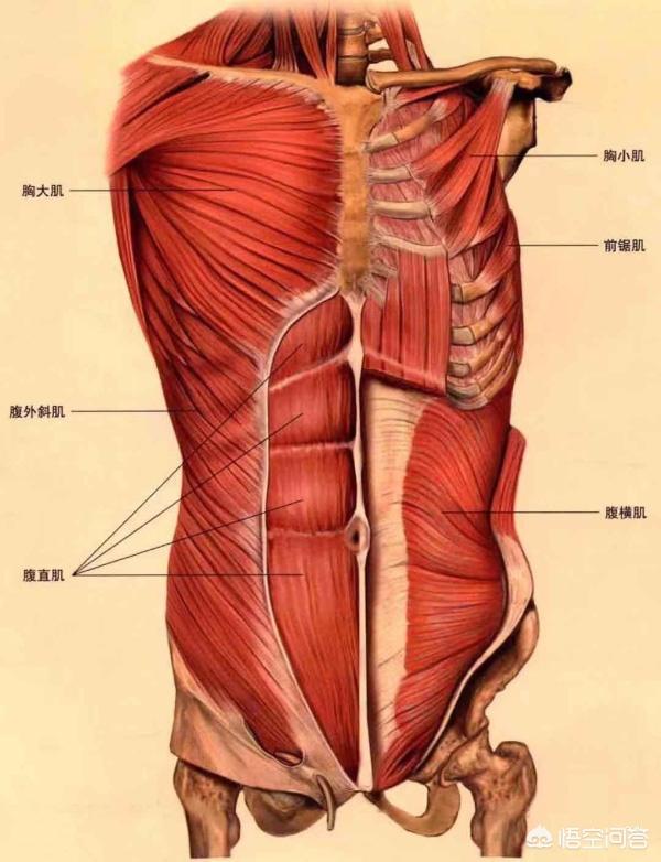 马甲线怎么练,懒人如何能练出人鱼线和马甲线？