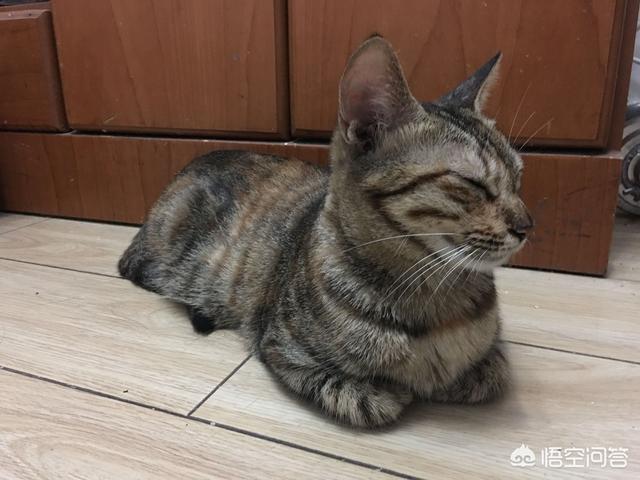 吃猫,喂了很多天的流浪猫会记得你吗？