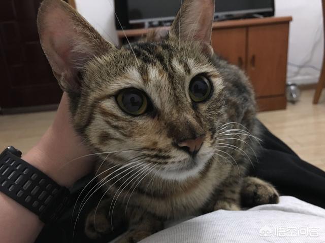 吃猫,喂了很多天的流浪猫会记得你吗？