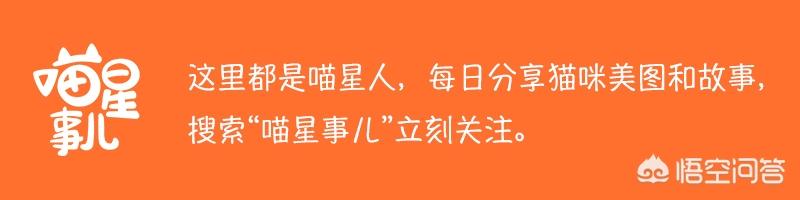 吃猫,喂了很多天的流浪猫会记得你吗？