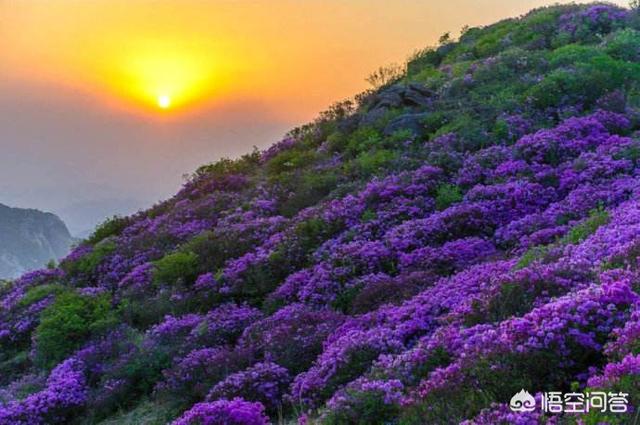 杜鹃盆景,野生杜鹃花做盆景怎么管理？