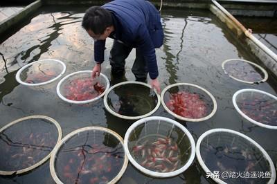 射水鱼,常温水养什么样的观赏鱼？