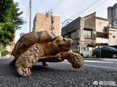 怎么陪乌龟玩,和乌龟散步是一种什么体验？