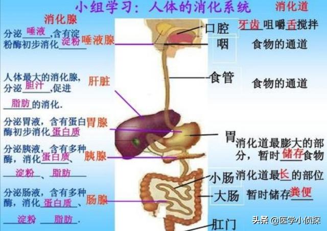 胃炎症状表现有哪些,胃不好的人都有哪些表现？