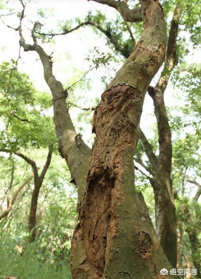 黄翅大白蚁,柑橘树上的“白蚁”怎样搞定？