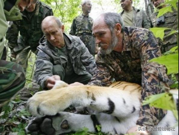 鬣狗,鬣狗厉害还是蜜獾更厉害？