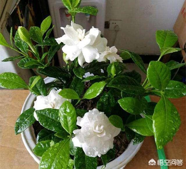 栀子花怎么扦插,当年扦插的栀子花，能开花吗？