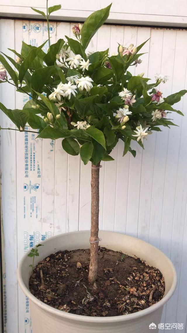 鸳鸯茉莉,茉莉花和双色茉莉哪个好养？