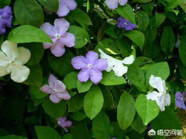 鸳鸯茉莉,茉莉花和双色茉莉哪个好养？