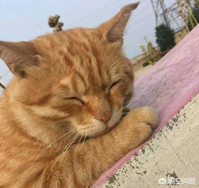 虎斑猫和狸花猫的区别,这是虎斑还是狸花猫，谢谢谢？