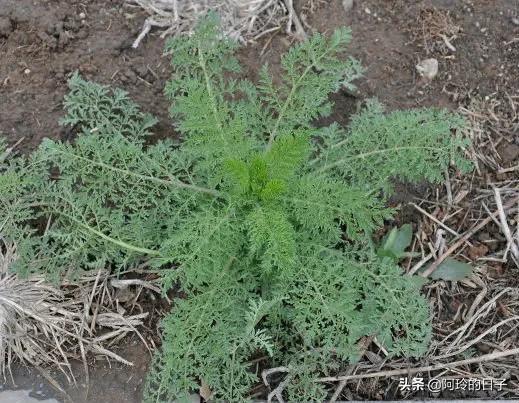 榆钱图片,农村有哪些可以吃的野生植物？