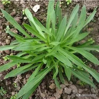 榆钱图片,农村有哪些可以吃的野生植物？