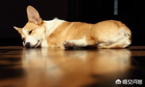 螨虫症状,柯基犬身上有虫会有什么表现？