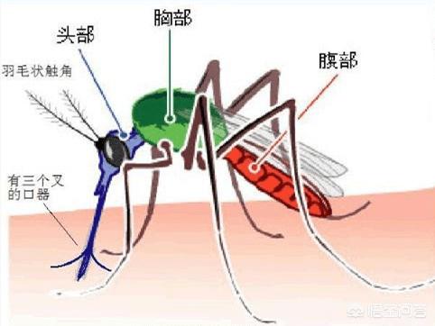 什么血型招蚊子,什么血型的人最招蚊子咬？