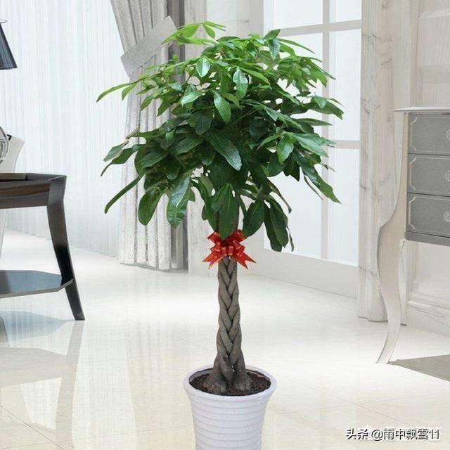 适合室内养的花和植物,屋内长期适合种什么植物？