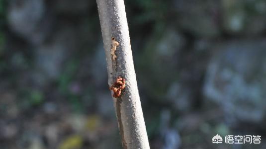 虫刺怎么治疗方法,盆栽花生虫(白刺)怎么治？