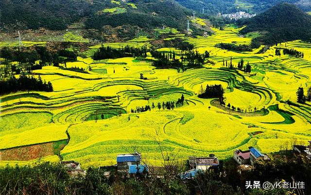 油菜花介绍,volg怎么拍油菜花漂亮？