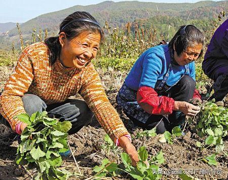 油菜花介绍,volg怎么拍油菜花漂亮？