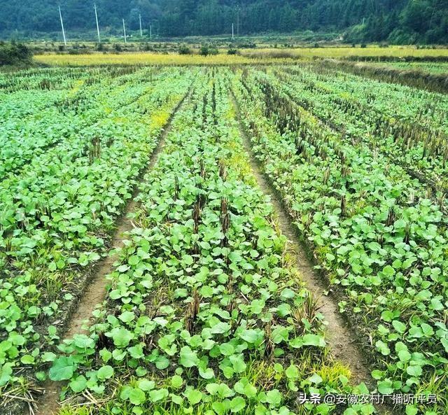 油菜花介绍,volg怎么拍油菜花漂亮？