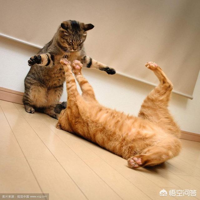 猫咪轻咬主人的原因,猫咪会有咬死主人的想法吗？