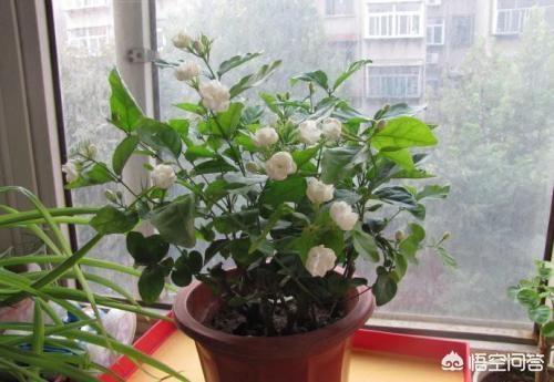 茉莉花换盆,刚买回来的茉莉花怎么换盆合适？