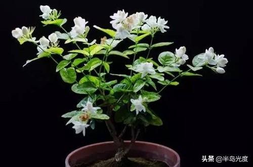 茉莉花换盆,刚买回来的茉莉花怎么换盆合适？