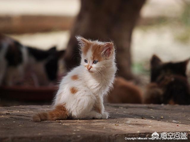 光猫是什么样子的,摄影大师拍的猫是什么样子的？