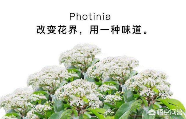 石楠花的味道是什么梗,为什么有许多学校要种植石楠花？